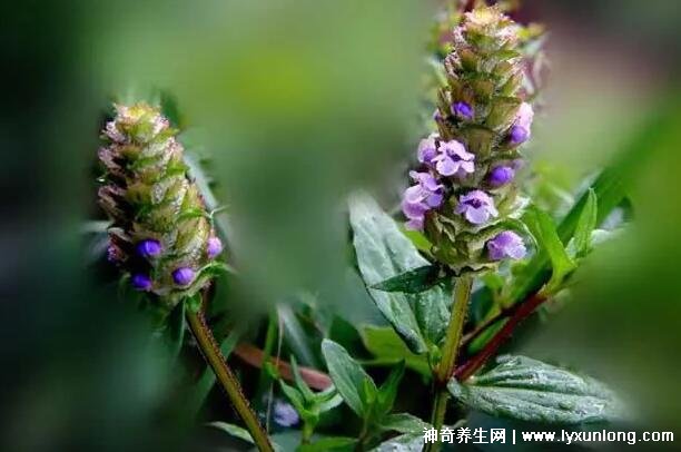 夏枯草專治十種病,甲狀腺腫/黃疸型肝炎/高血壓(功效主治)-易網(wǎng)<a href=http://www.gyfww.com/ target=_blank class=infotextkey>健康養(yǎng)生</a>網(wǎng) 夏枯草專治十種病,甲狀腺腫/黃疸型肝炎/高血壓(功效主治)