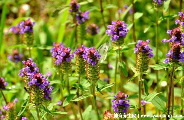 夏枯草專治十種病,甲狀腺腫/黃疸型肝炎/高血壓(功效主治)-易網(wǎng)健康<a href=http://www.gyfww.com/jkys/ target=_blank class=infotextkey>養(yǎng)生</a>網(wǎng) 夏枯草專治十種病,甲狀腺腫/黃疸型肝炎/高血壓(功效主治)