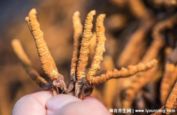 每天吃一根蟲草一年后有什么變化，10大功效作用(三種人不能吃)