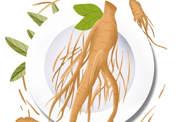 野山參的功效和吃法-易網<a href=http://www.gyfww.com/ target=_blank class=infotextkey>健康養生</a>網 野山參的功效和吃法