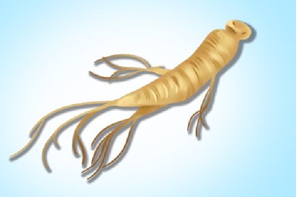 野山參的功效和吃法-易網健康<a href=http://www.gyfww.com/jkys/ target=_blank class=infotextkey>養生</a>網 野山參的功效和吃法