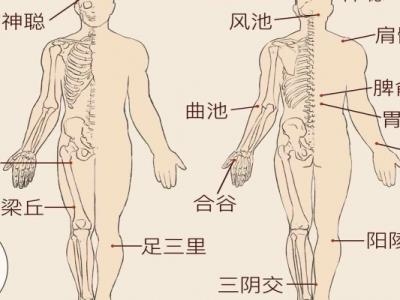 肝經(jīng)是什么意思