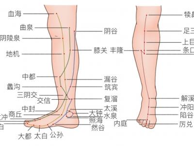 照海的功效與作用是什么