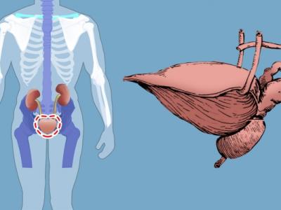 膀胱經(jīng)絡(luò)有哪些