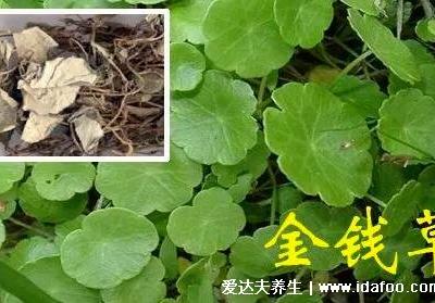 4種化結(jié)石的草藥，金錢草是最常用的排石藥(腎結(jié)石疼痛部位圖)