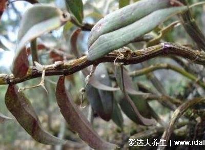 石斛適合多少歲吃，結合功效來看適宜老年人(太小的孩子不建議)