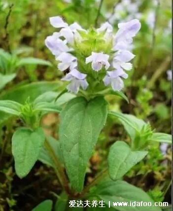 5種夏枯草的圖片，夏枯草的功效與作用及食用方法