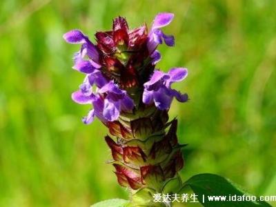 5種夏枯草的圖片，夏枯草的功效與作用及食用方法